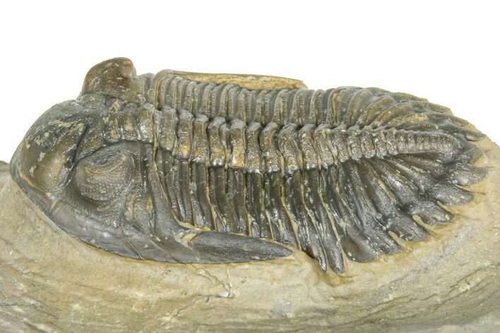 Detailed Hollardops Trilobite - Foum Zguid, Morocco #363115